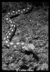 Goldspotted eel @ Rompeolas Beach Aguadilla PR by Carlos Pérez 